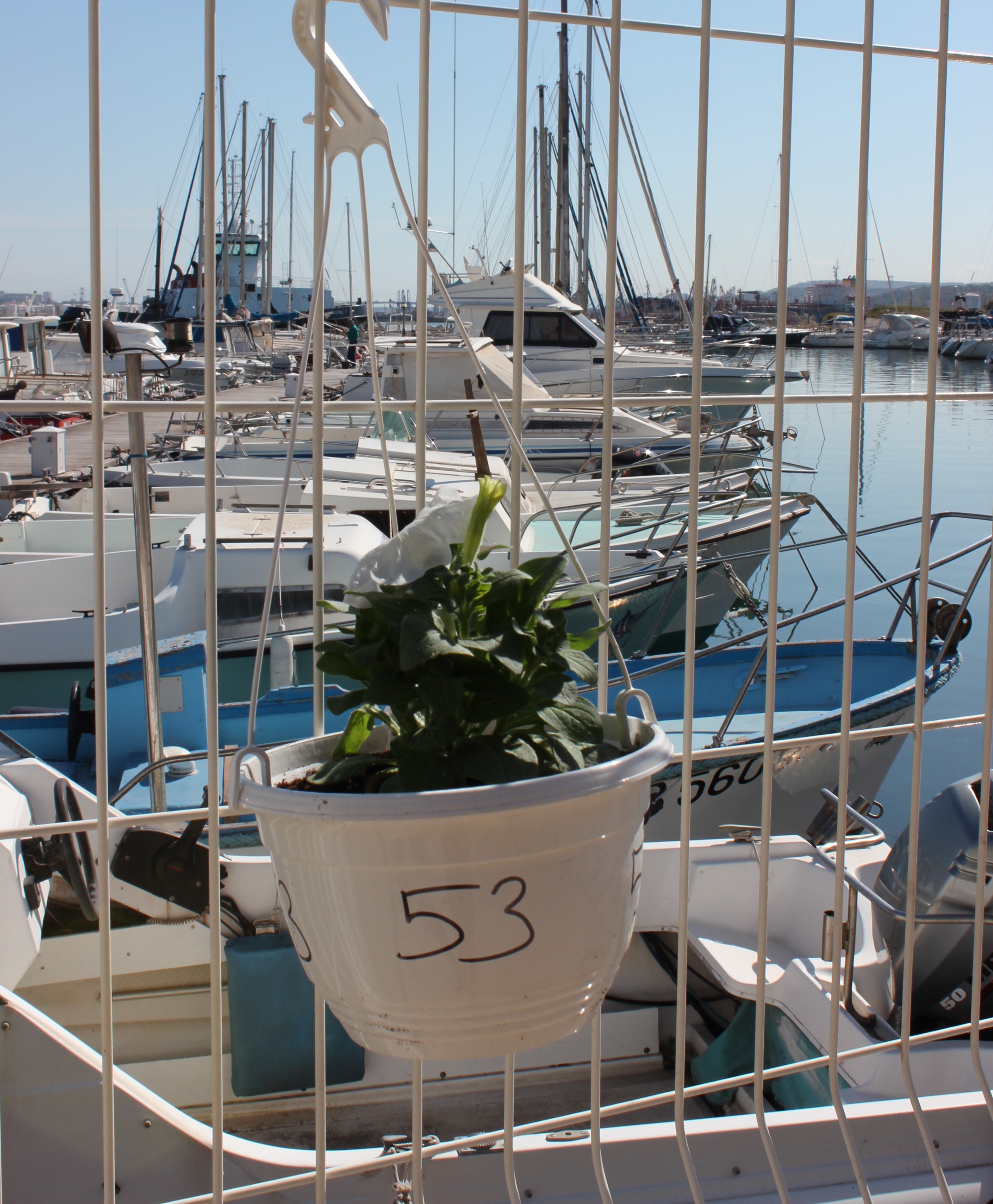 Plant de pétunias